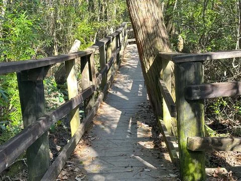 Rustic Boardwalk Through Shaded Forest Stock Photos