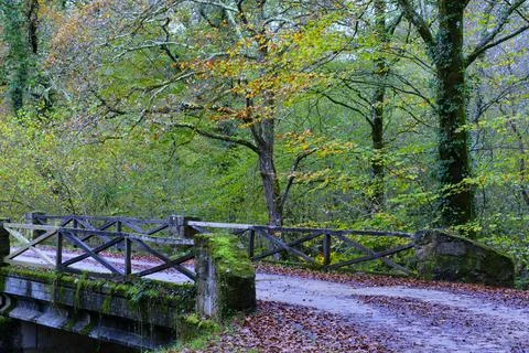 Rustic Bridge in Beech Forest, Ucieda, Cabuerniga valley, Cantabria, Spain. Stock Photos