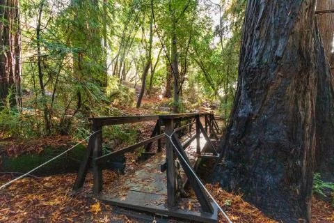 A Rustic Bridge Leads Us Through The Ancient Redwoods At Big Sur Stock Photos