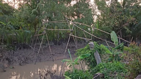 Rustic bridge made of bamboo crossing a muddy creek in Mekong Delta Vietnam. Stock Footage 314243229