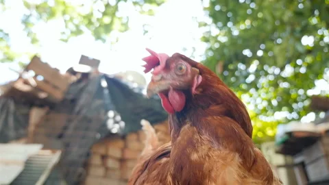 Rustic brown chicken. Slow motion. Outdoors Stock Footage 124642126