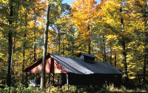 A Rustic Building In The Forest 스톡 사진