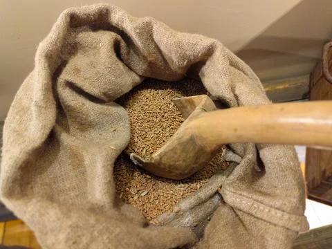 A rustic burlap sack brimming with wheat grains, accompanied by a wooden scoop. Stock Photos