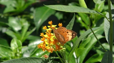 Rustic Butterfly, Cupha erymanthis. Stock Footage 50188485