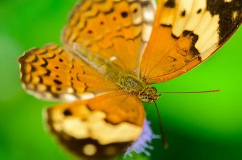 Rustic butterfly ( cupha erymanthis ). Stock Photos