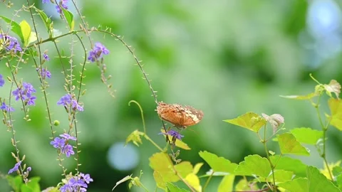 Rustic Butterfly Feeding on Purple Flowers and Flying Away Slow Motion 스톡 동영상 341390752