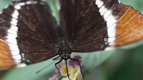 Rustic Butterfly Pollinating on Pink Blossoms Close-Up Stock Footage 280713459