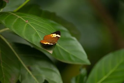 Rustic butterfly resting on a leaf Stock Photos