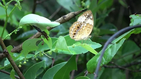 Rustic Butterfly, Vietnam Stock Footage 128286974