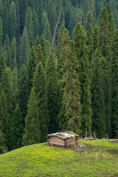 Rustic Cabin Amidst Dense Forest Stock Photos