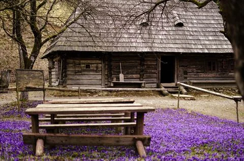 Rustic Cabin with Blooming Crocuses Stock Photos