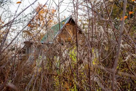 A rustic cabin hidden behind dense autumn dry branches and wild overgrown shrubs Stockfoto's
