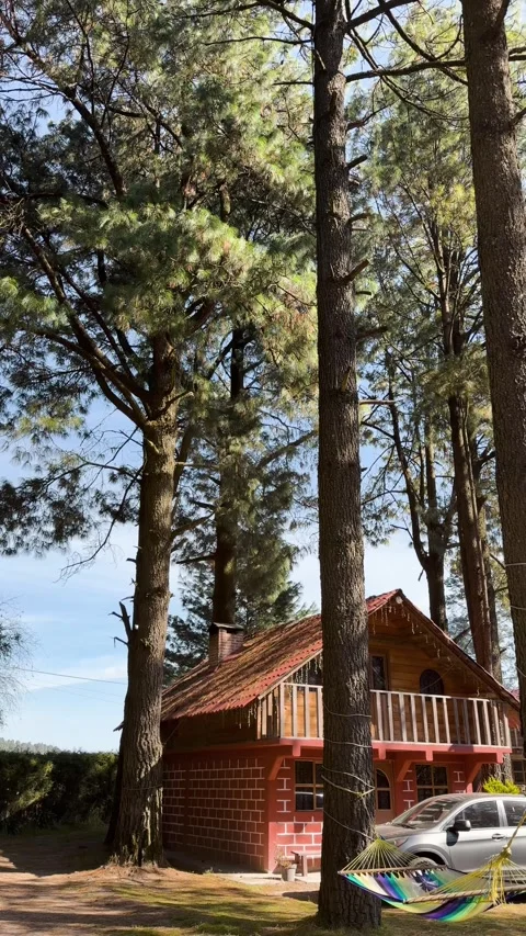 Rustic cabin hidden within scenic pine woodland Stock Footage 341999688