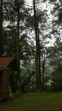 Rustic Cabin in a Pine Forest Stock Photos