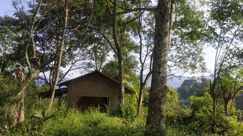 Rustic Cabin Surrounded by Lush Greenery in a Forest Setting Foto stock