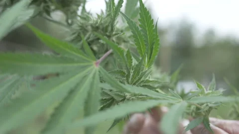 Rustic Cannabis drying rack on the farm Stock Footage 316179794
