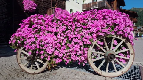 Rustic cart overflowing with pink flowers in an alpine village of Livigno Stock Footage 344157992