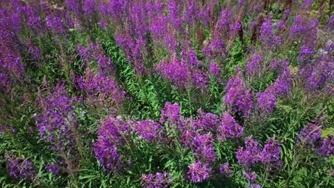 Rustic cart overflowing with pink flowers in an alpine village of Livigno Stock Footage 344161633