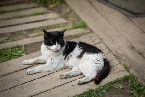 Rustic cat resting in the fresh air Stock Photos