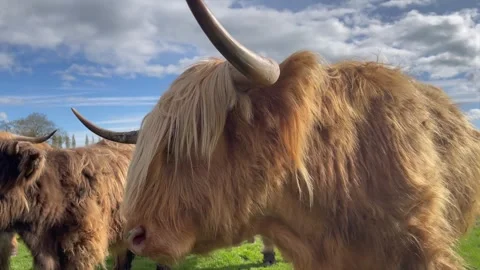 Rustic Charm of Highland Cattle in a Sprawling Green Field Stock Footage 255865500