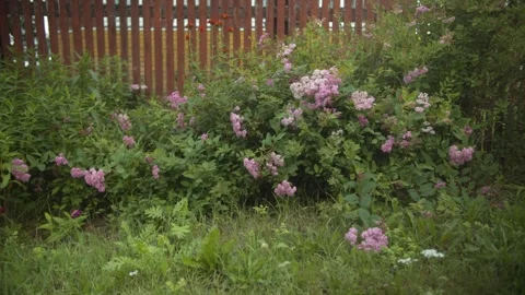 Rustic Charm of Wildflowers Blooming Alongside a Wooden Country Fence Stock Footage 257764499