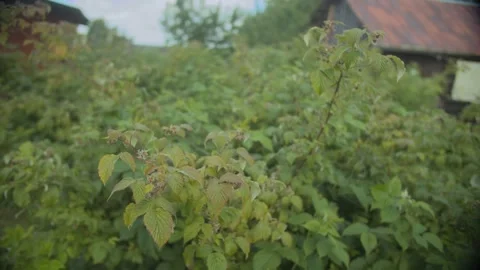 Rustic Charm of a Wind-Swept Raspberry Bush Orchard with a Vintage Barn Roof Stock Footage 257768809