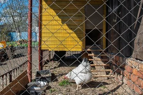 A rustic chicken coop with foraging hens in a sunny rural backyard Foto stock