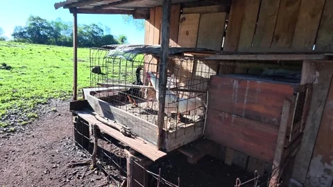 Rustic Chicken Coop with Poultry on Traditional Countryside Farm Video stock 343882968