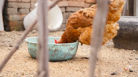 Rustic chicken eats food Stock Footage 107740447