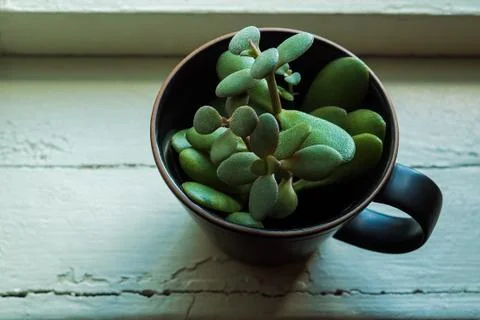 Rustic closeup top view of a green succulent in a black coffee cup Stock Photos