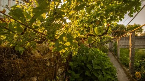 Rustic Corridor Under the Vine Stock Photos