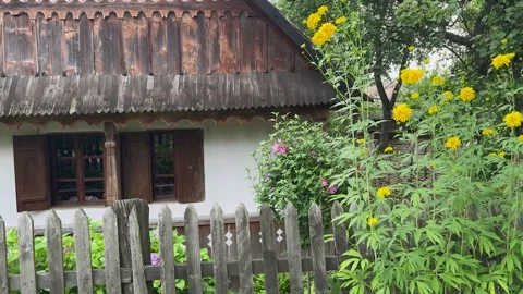 Rustic cottage with weathered fence is surrounded by yellow  flowers Stock Footage 313592882