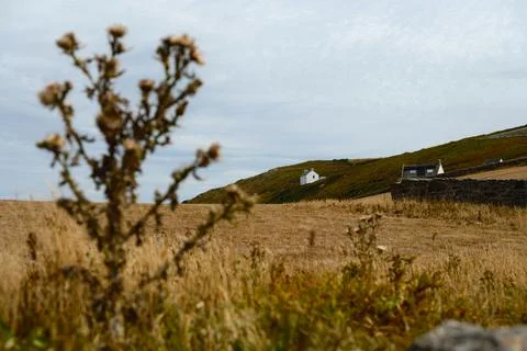 Rustic Cottages on Rolling Cornish Hillside Beyond Golden Field Stock Photos