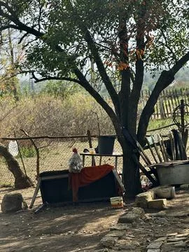 Rustic Countryside Yard with Tree and Fence Stock Photos