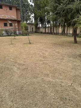 Rustic Courtyard with Dry Lawn and Tall Pine Trees Stock Photos