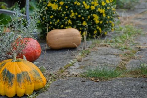 Rustic decorative gourd on stone footpath with yellow flower in background. Stock Photos