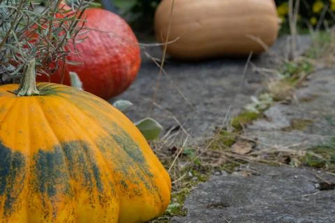 Rustic decorative gourd on stone footpath with yellow flower in background. Stock Photos