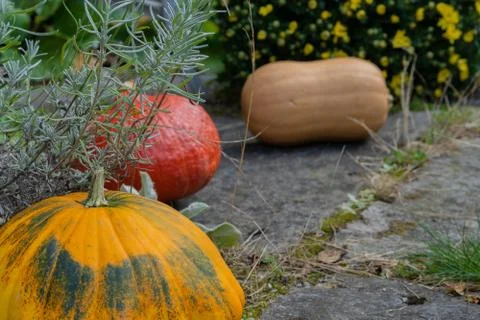 Rustic decorative gourd on stone footpath with yellow flower in background. Stock Photos