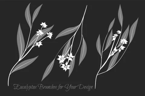 Rustic Decorative Plants Collection. Hand Drawn Eucalyptus Leaves Isolated. V Stock Illustration