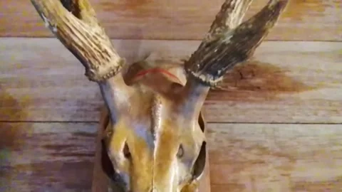 Rustic Deer Antler Wall Decor on Meranti Wooden Plaque Stock Footage 341279955