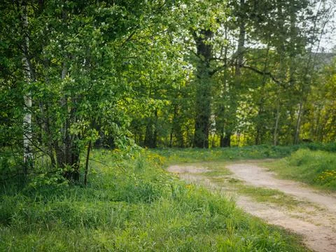 A rustic dirt path gently winds through a grassy area surrounded. 写真素材
