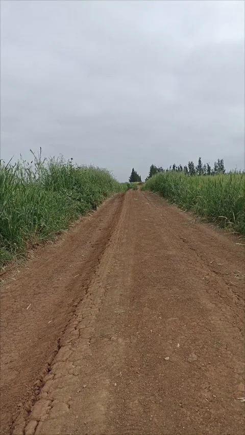 Rustic Dirt Path Leading Through Wild Greenery and Farmland Stock Footage 333311006