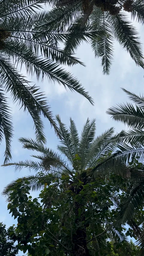 Rustic Dirt Path Surrounded by Lush Tropical Foliage Stock Footage 329399130