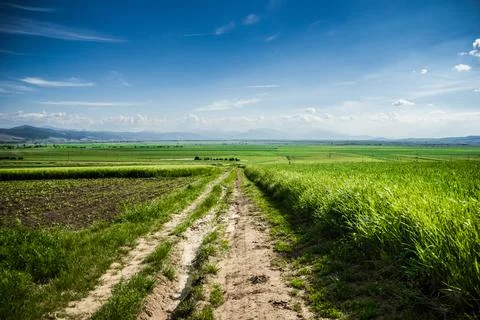 Rustic dirt road between fields Stock Photos