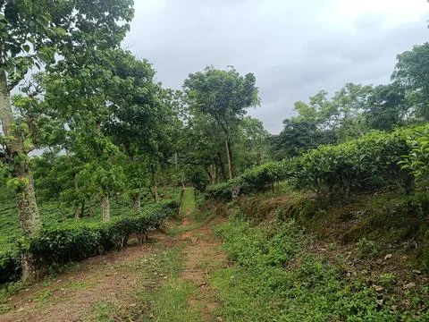 Rustic Dirt Road Passing Through Lush Tea Estate Stock Photos