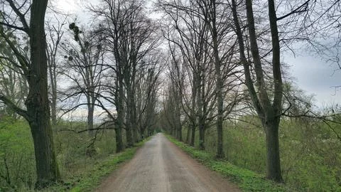 A rustic dirt road surrounded by trees in a natural forest landscape Maschsee Stock Photos