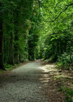 A rustic dirt road winding through the serene middle of a dense forest Stock Photos