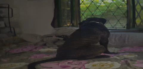 Rustic Dog corso Balto brindle on bed daylight 6.3K anamorphic sequence 01 Stock Footage 343319740