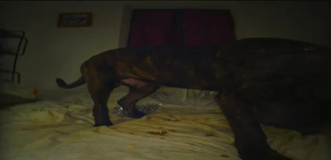 Rustic Dog corso Balto massive brindle on bed night 6K anamorphic sequence 02 Stock Footage 342852436