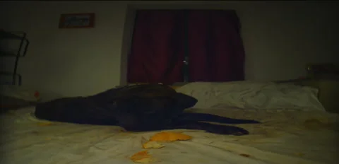 Rustic Dog corso Balto massive brindle on bed night 6K anamorphic sequence 02 Stock Footage 342956324